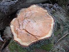 050129-Kvarnfallet 009.jpg